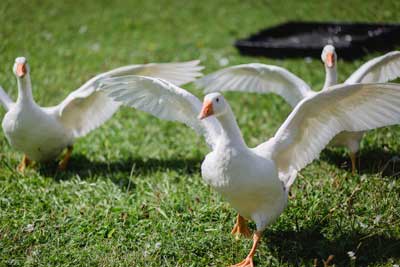 Die Gänse fürs alljährliche Ganslessen stammen aus eigener Zucht Die Gänse fürs alljährliche Ganslessen stammen aus eigener Zucht