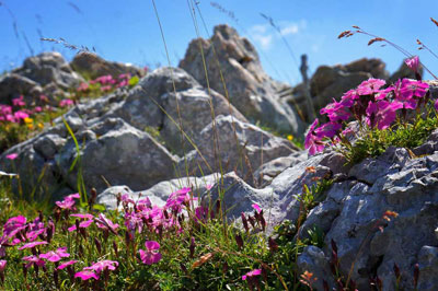 Wildblumen auf der Wildalm