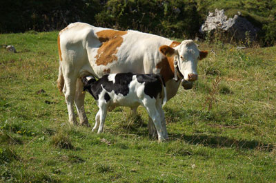 Rinder am Königskogel