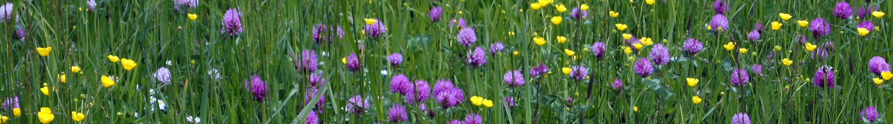 Sommerwiese - so wie wir sie aus unserer Kindheit noch kennen - mit blühendem Klee, Hahnenfuß und vielen anderen Wildblumen