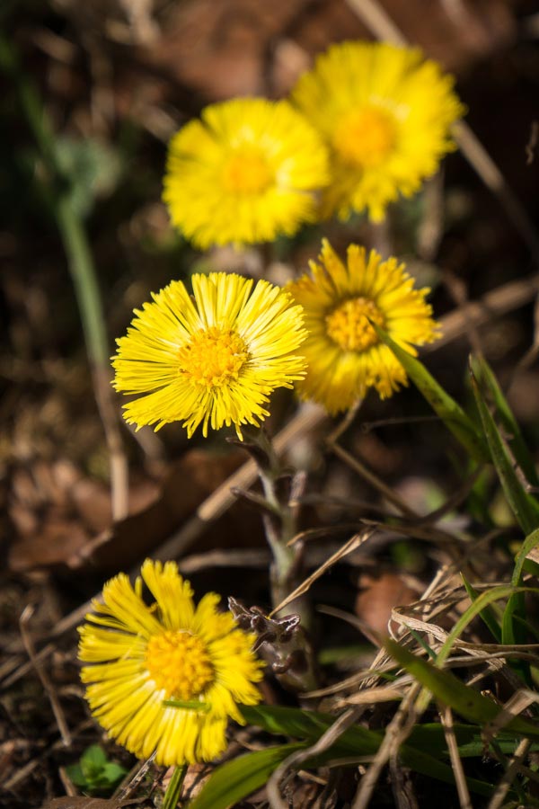 Blumen im Ötschergraben